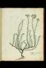  Fol. 58 

Elichryson seu Amaranthus luteus.
Staechas citrina.